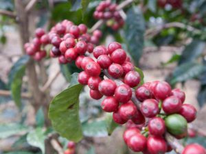 数量限定　タンザニア　｜タンザニア産　コーヒー生豆　販売　2023|コーヒー/珈琲