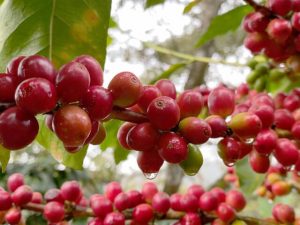 数量限定　ニカラグア　/　ニカラグア産　コーヒー生豆　販売|コーヒー/珈琲