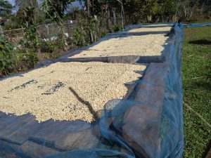 ラオス　センチャン農園　コーヒー豆　｜　ラオス産　生豆|コーヒー/珈琲